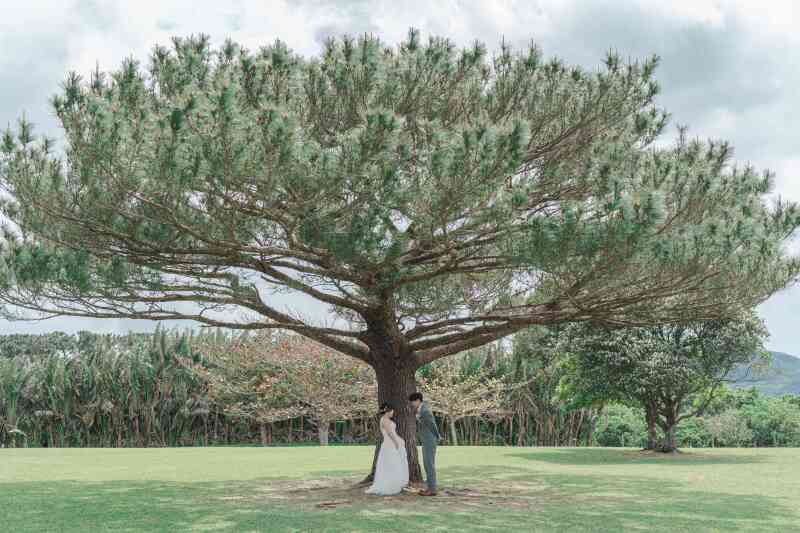 大きな木の下で