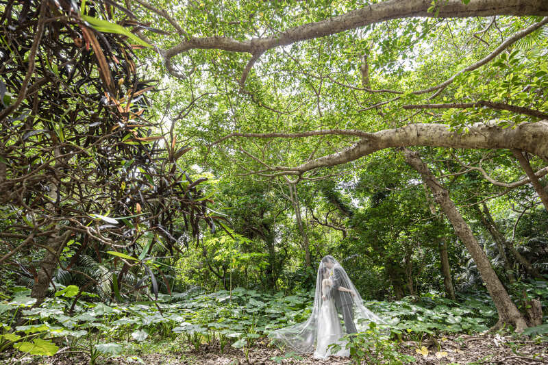 ベールに包まれて