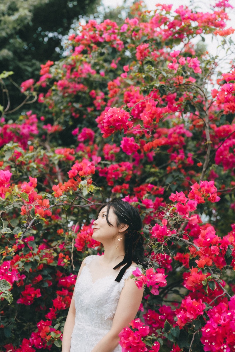 ブーゲンビリア