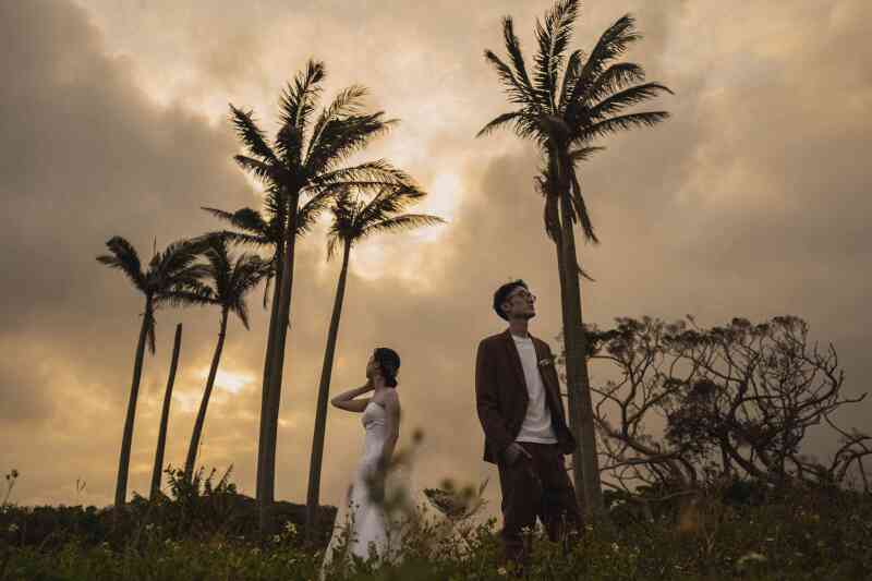 大きなヤシの木