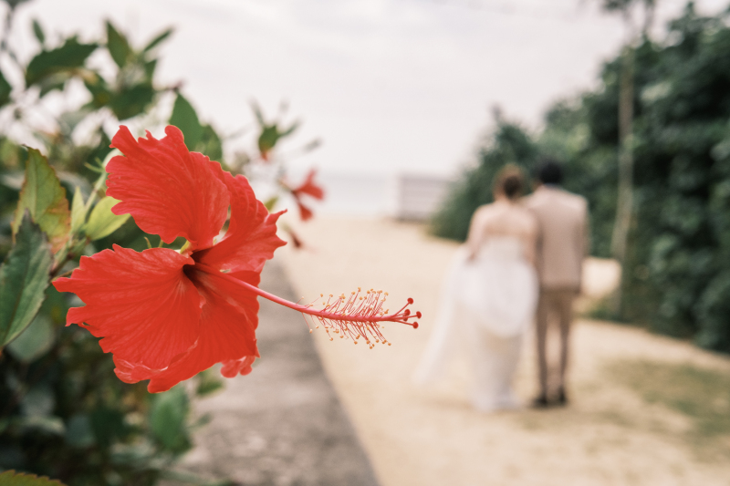 ハイビスカスと