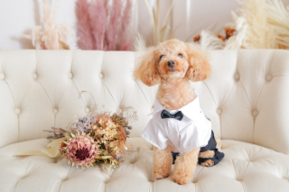 ペット衣装レンタル