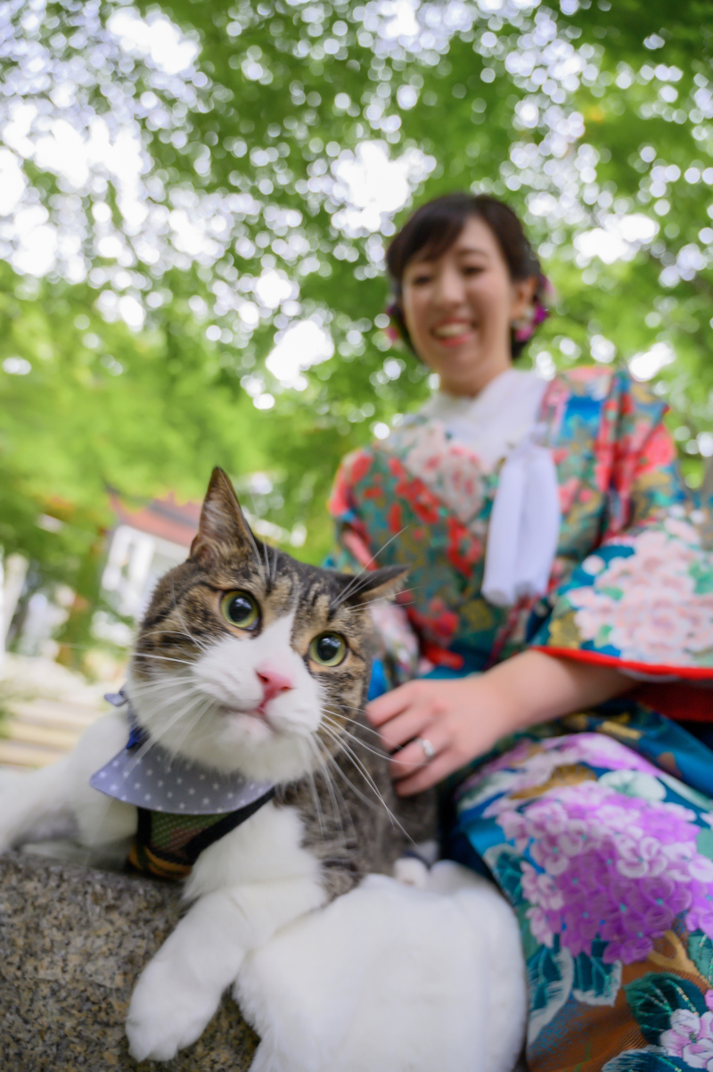 新婦×猫