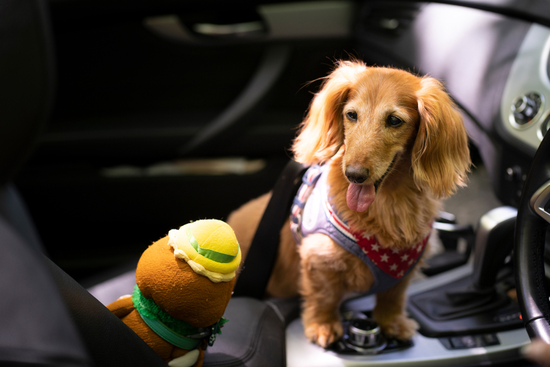 可愛い運転手さん♡