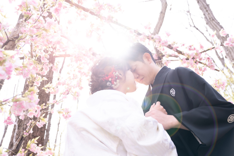 桜越しの光