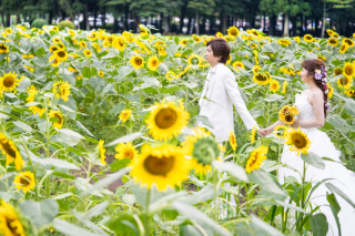 想い溢れるひまわり畑