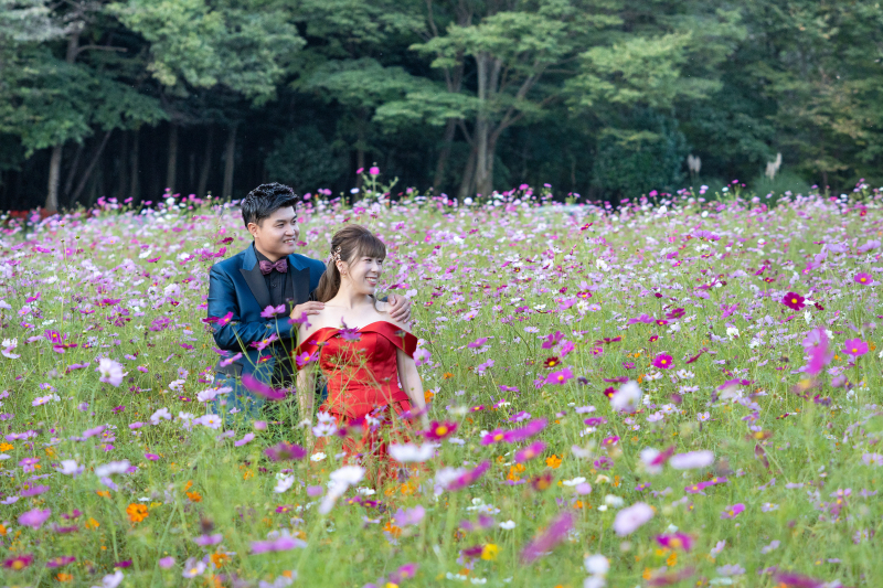 コスモスに囲まれて