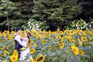 ひまわりの約束