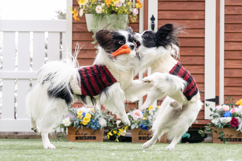 【ペットと一緒に撮影　洋装1着】［スタジオ＋隣接の貸切ドッグラン&ペットスタジオ］プラン