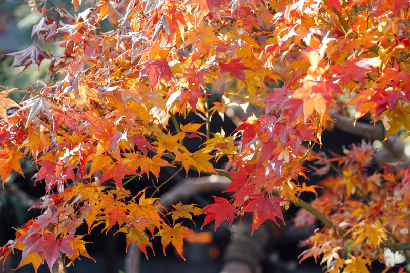 四季折々の景色を楽しめる