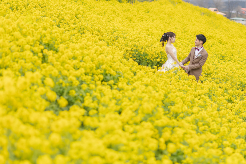 広大な菜の花畑で、手をつなぎ見つめ合う
