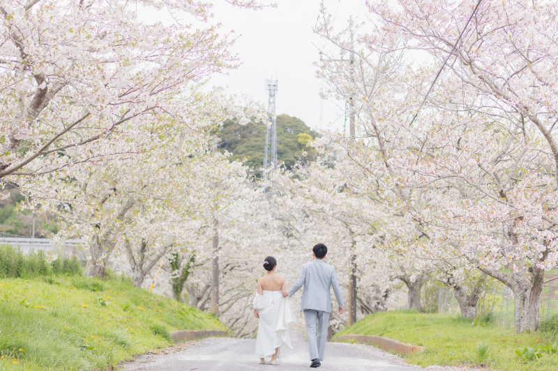 桜並木を歩むドラマチックな後ろ姿