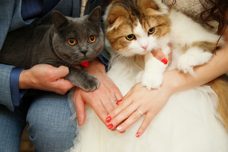 ねこちゃんも一緒に