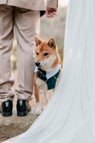 愛犬と一緒に「らしさ」を残す