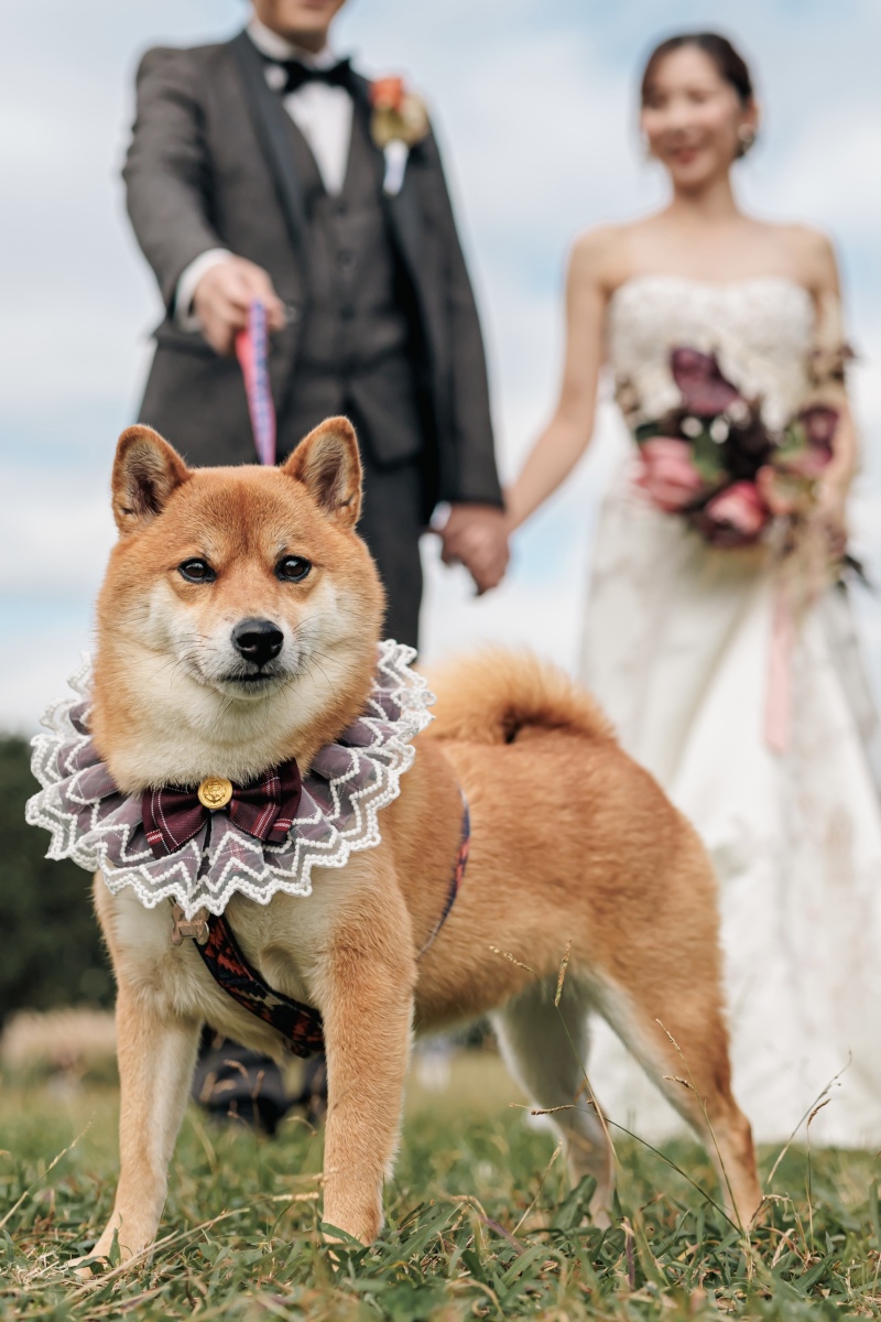 愛犬との撮影お任せください!