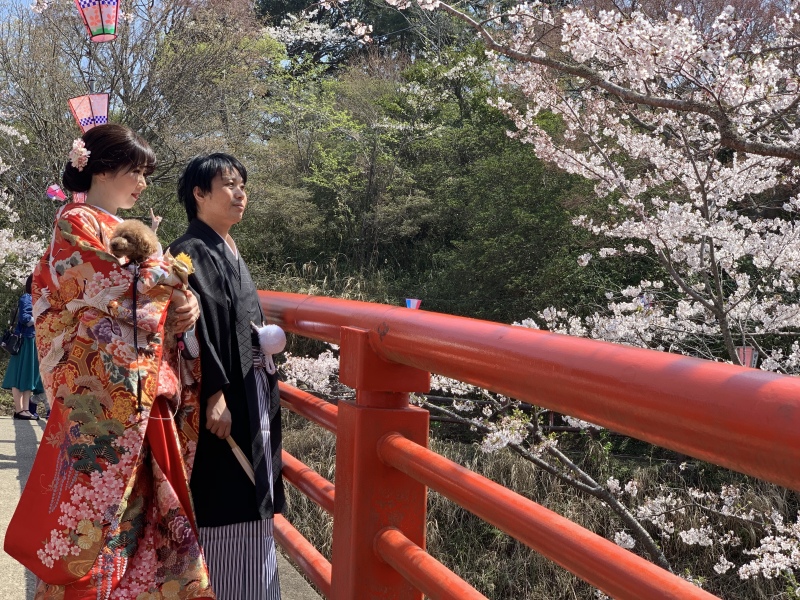 さくらと一緒に