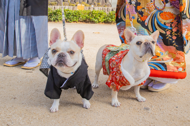 ペットちゃんソロカットも♪