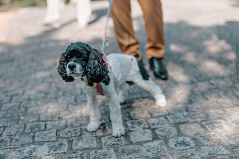 わんちゃんも一緒に♡