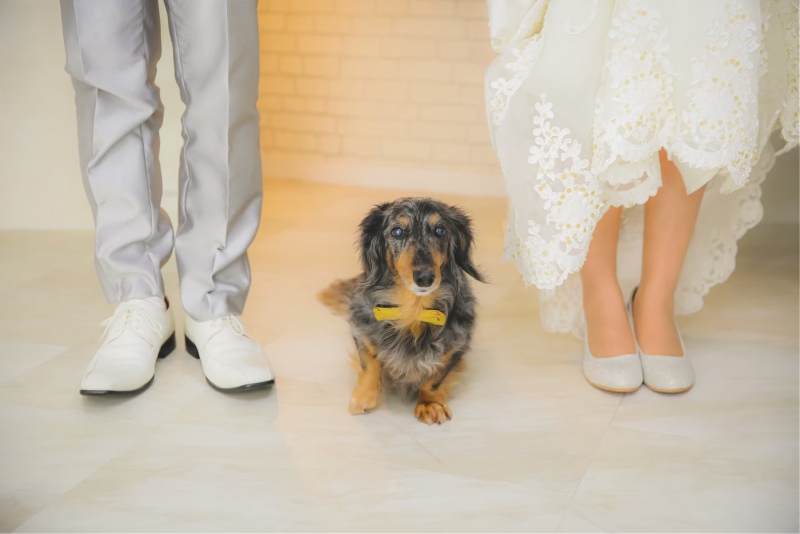 わんちゃんと一緒