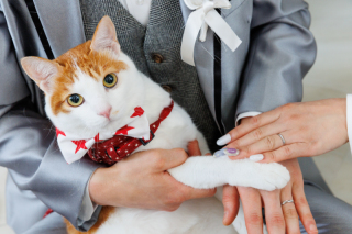 猫ちゃんと一緒にフォトウェディング