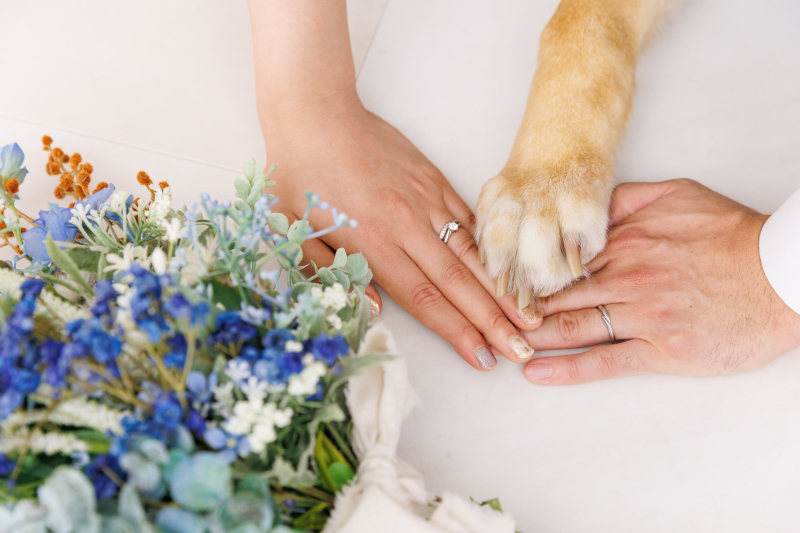 【愛犬と一緒に】洋装スタジオプラン(抱っこもOK)衣装のランクアップ