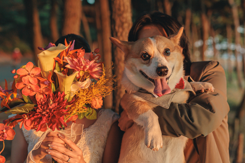 【12月1月の撮影】愛犬と一緒に♪洋装ロケーションプラン(抱っこOK)|¥219,100→¥135,000