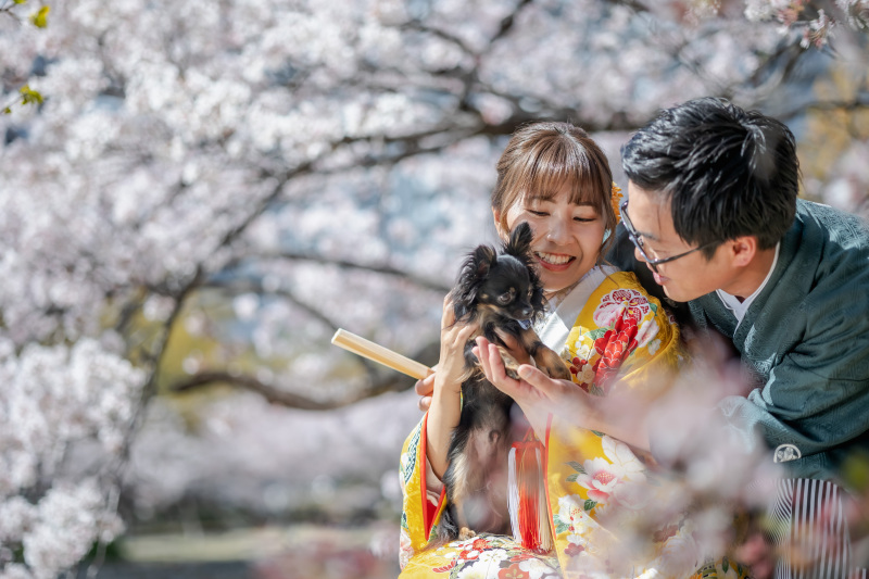 二人と着物と桜と犬と