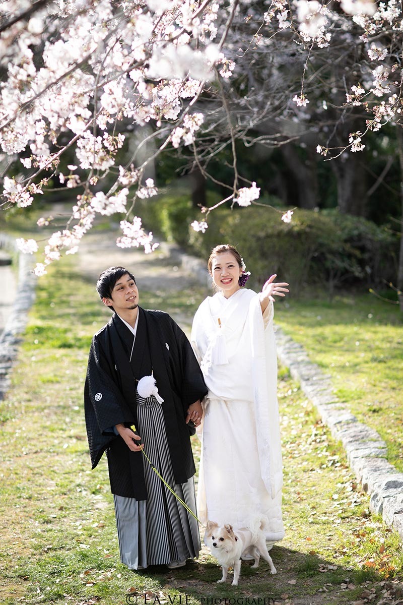 桜キャンペーン