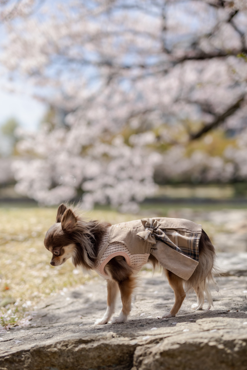 わんちゃんの様子が・・・
