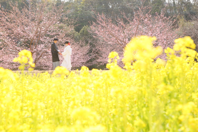 早咲き桜と菜の花の競演