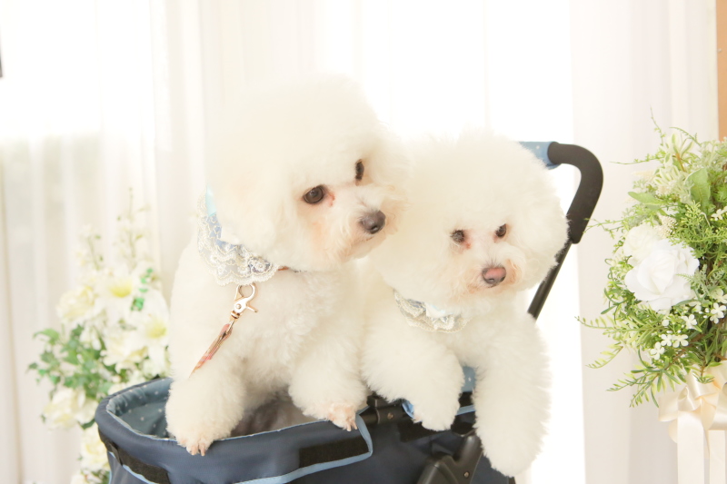 モコモコヘアーが可愛いでしょっ