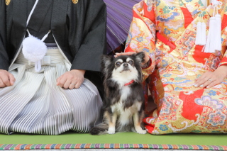 ワンちゃんと和装撮影♪