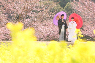 河津桜和装ロケ行ってきましたよー