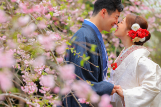 安寧寺 桜ロケーション撮影