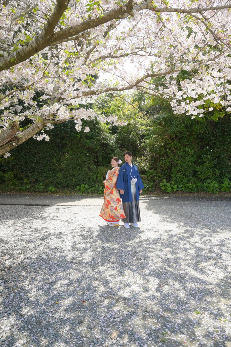 桜の影