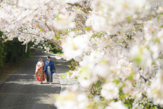 桜 和装ロケーション撮影