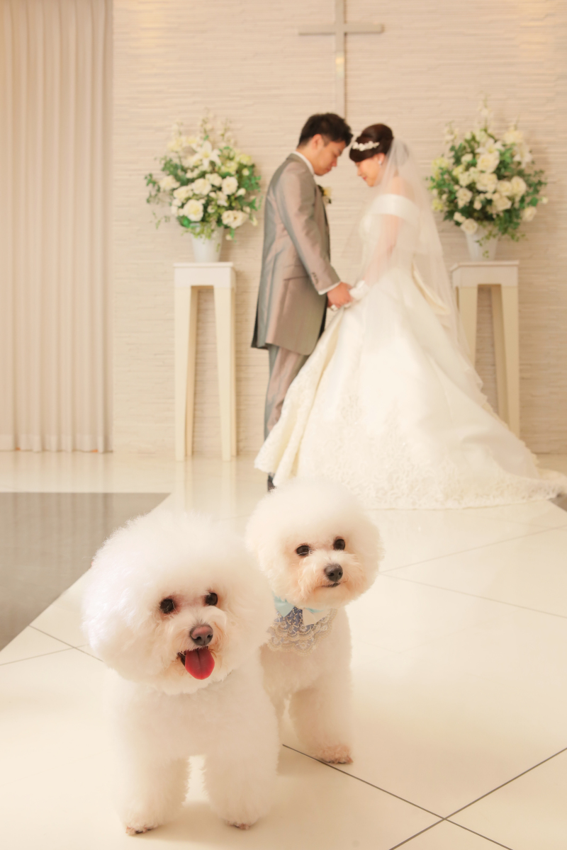 お姉ちゃん応援団なのだー