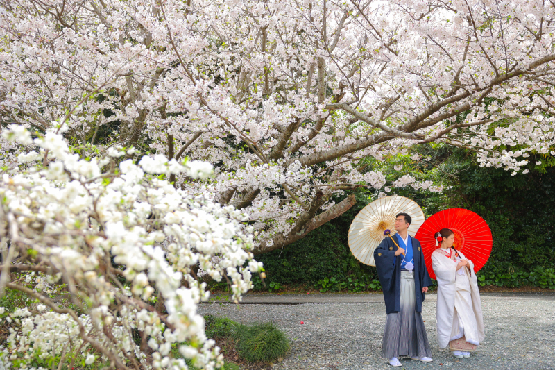 桜の下