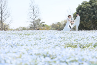 空と溶け合うネモフィラの海