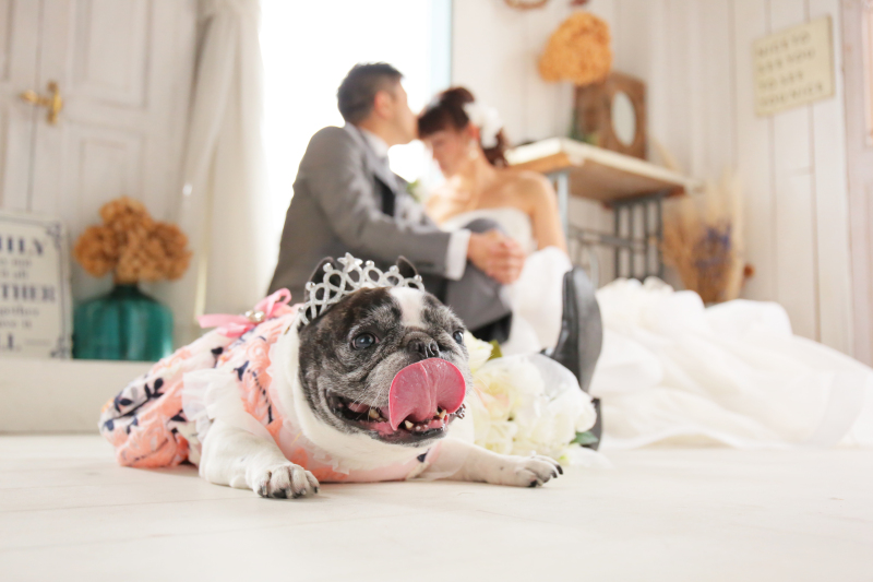 洋装スタジオ【データ1カット付き!即日渡し!愛犬愛猫と一緒にフォトウエディング】