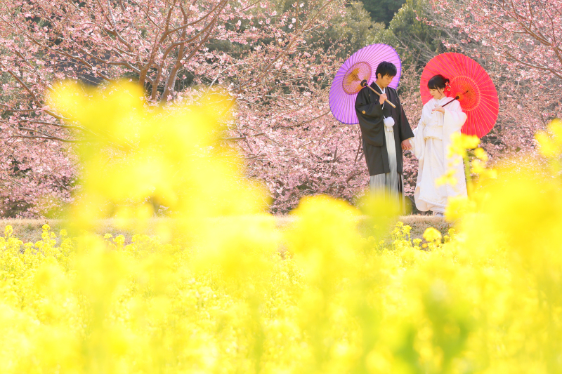 和装ロケーション【全200データ即日渡し!東大山河津桜&菜の花】