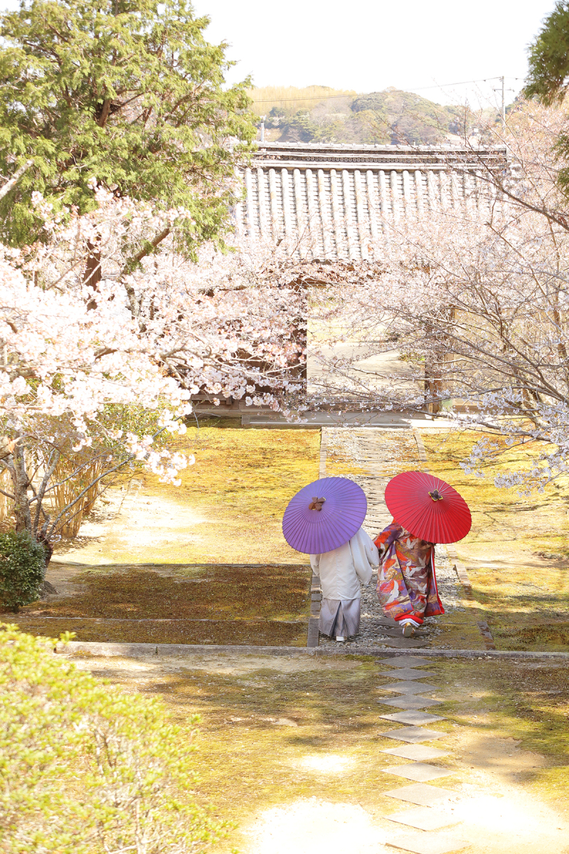 和装ロケーション【全200データ即日渡し!桜の安寧寺撮影】