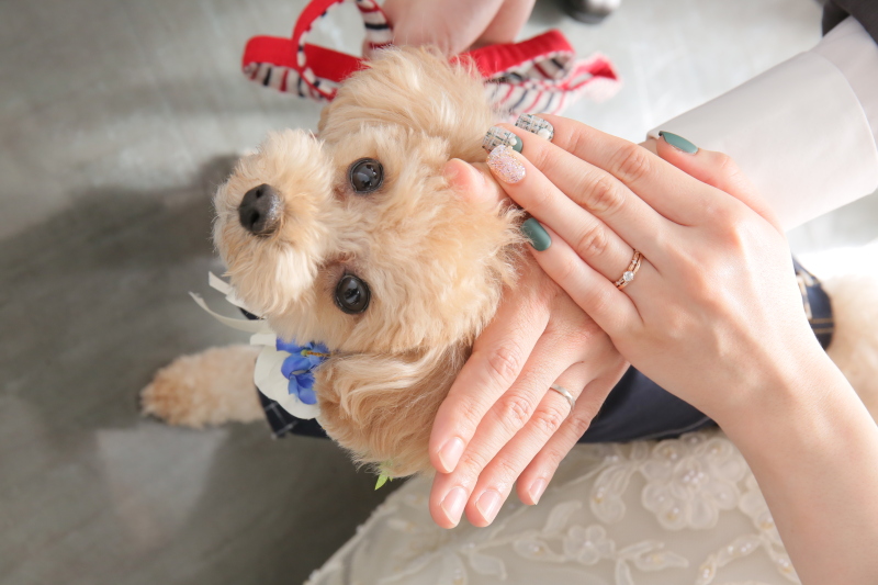 洋装ガーデン&チャペル&スタジオ館内フルコース【全200データ即日渡し!愛犬愛猫と一緒に】