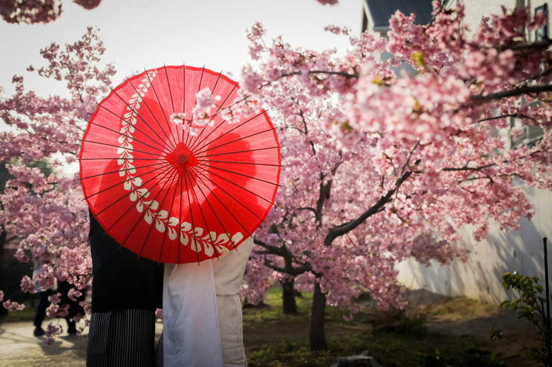 鉄板の逆光和傘シルエット！