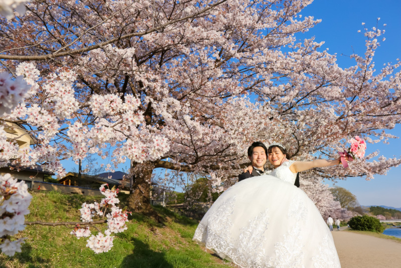 今度はドレスで鴨川の桜