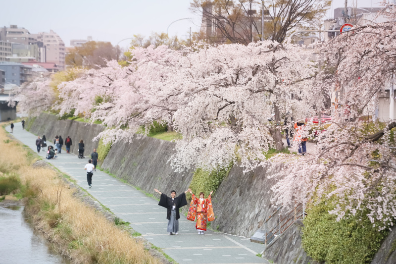 さらに移動で、鴨川の桜を堪能！