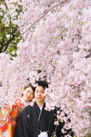 素敵な桜と鴨川デルタ