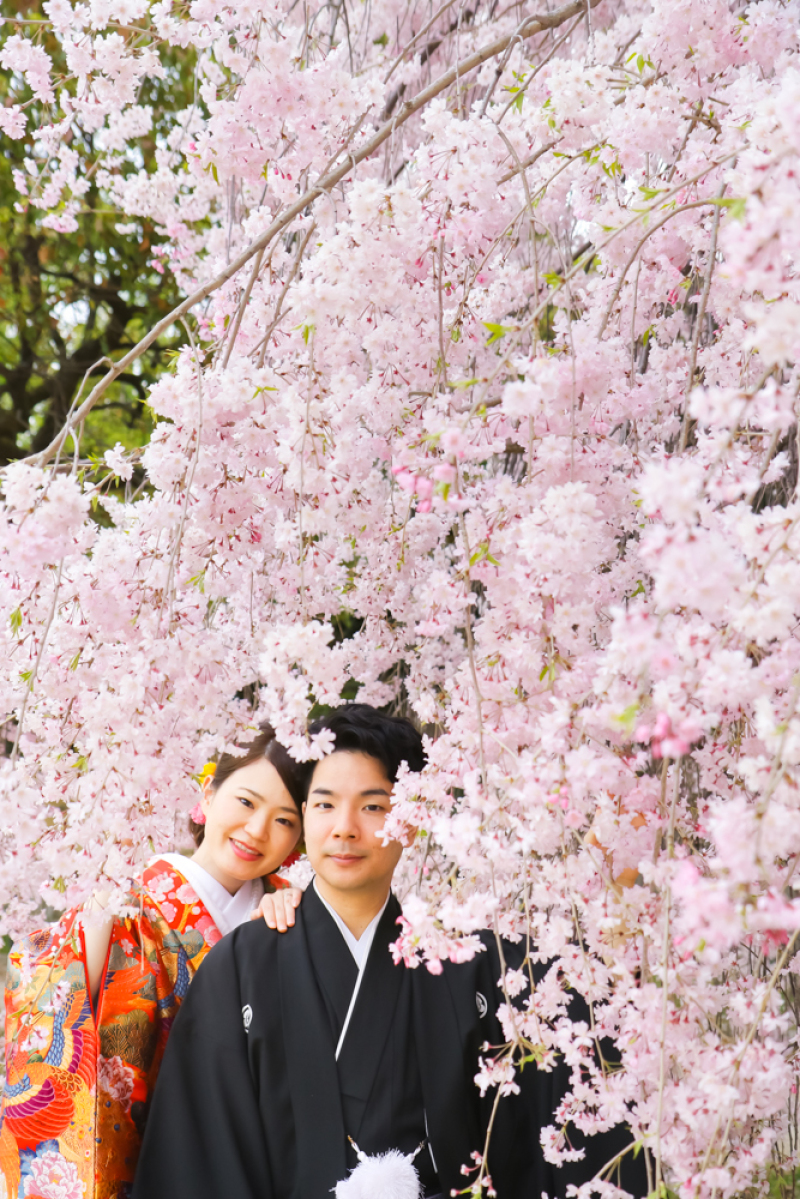 素敵な桜と鴨川デルタ