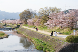 楽しいサクラロケーション撮影