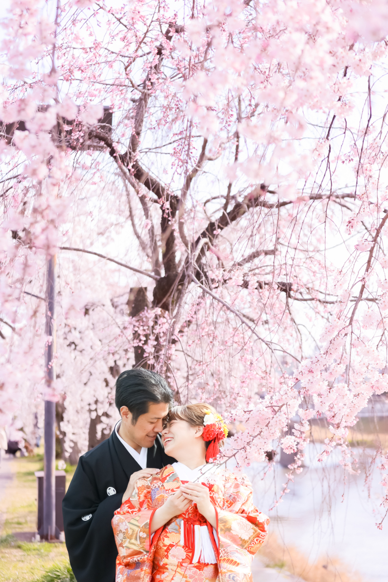 とりは鴨川の桜！